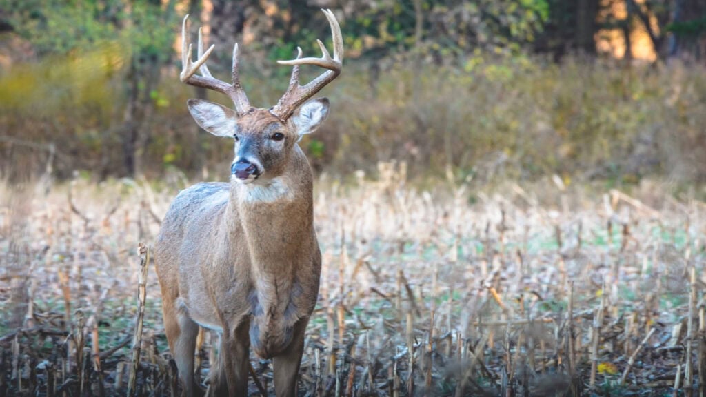 Kansas Whitetail
