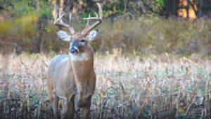 Kansas Whitetail