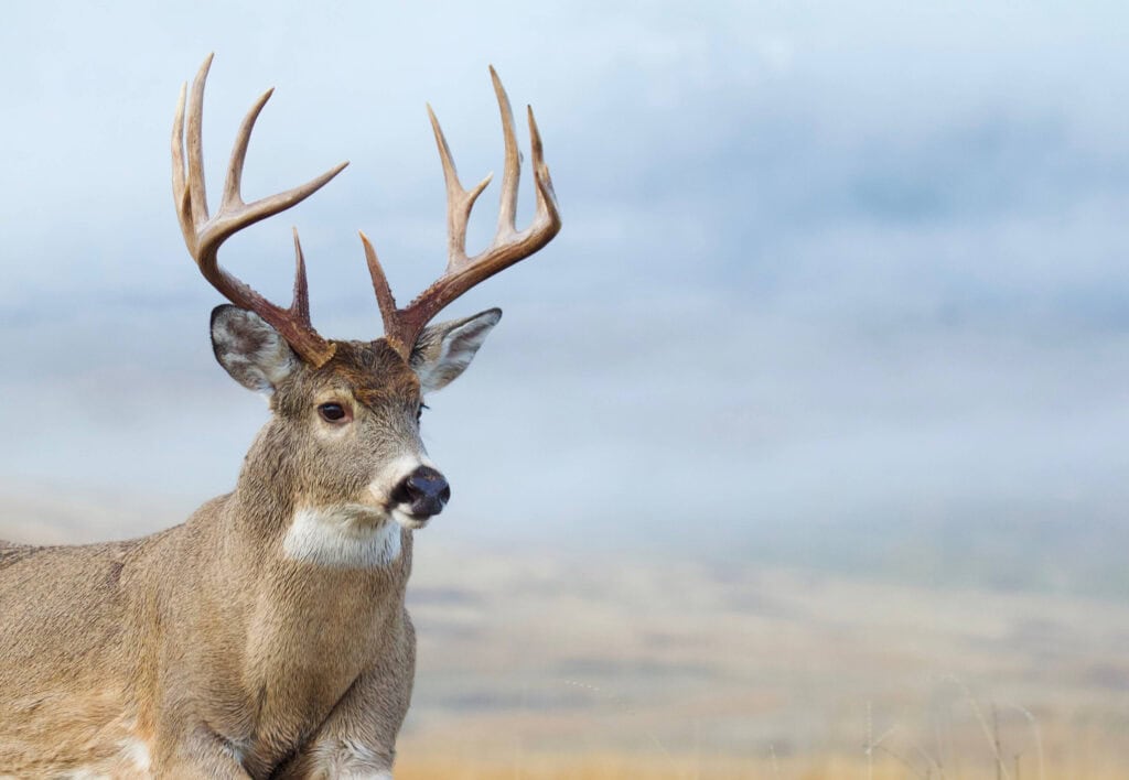Kansas Whitetail Deer