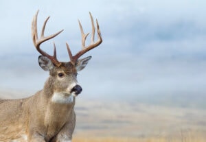 Kansas Whitetail Deer