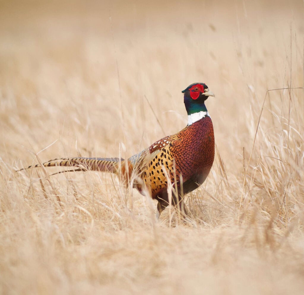 Complete Kansas Pheasant Hunting Guide