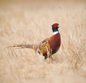 Complete Kansas Pheasant Hunting Guide