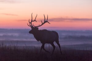 Kansas Elk Hunting Guide Permits, Season Segments, and Access