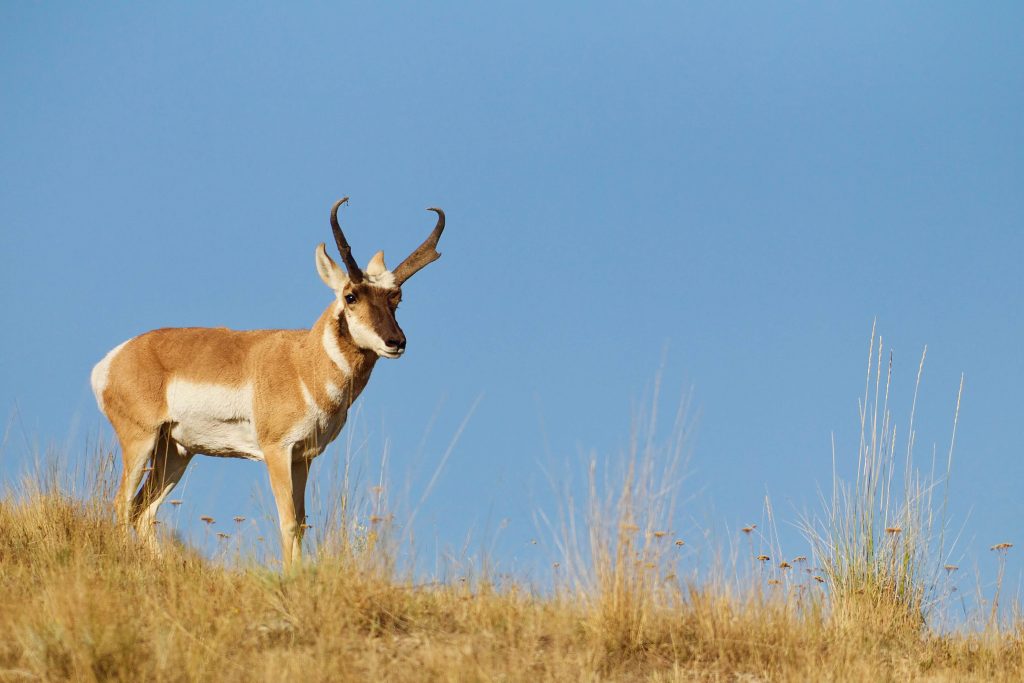 Antelope Hunting in Kansas