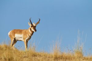 Antelope Hunting in Kansas
