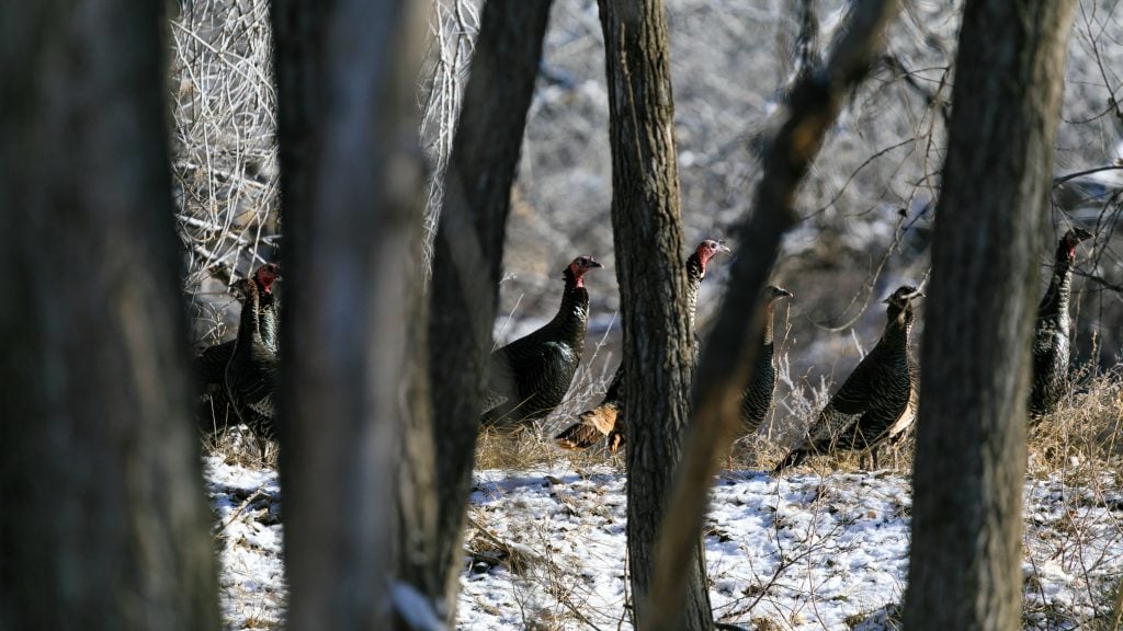 Kansas Turkey Hunting