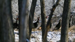 Kansas Turkey Hunting
